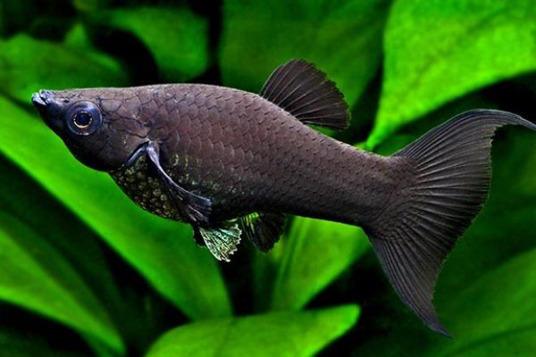 Черные аквариумные рыбки: описание, фото с названиями