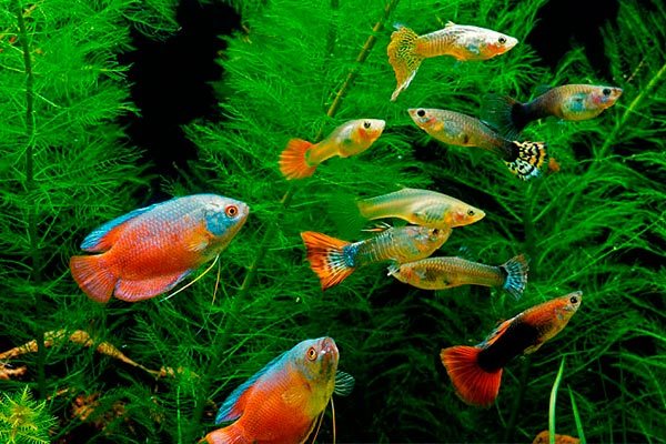таблицы видов, какие рыбы могут жить вместе в одном аквариуме, фото и названия