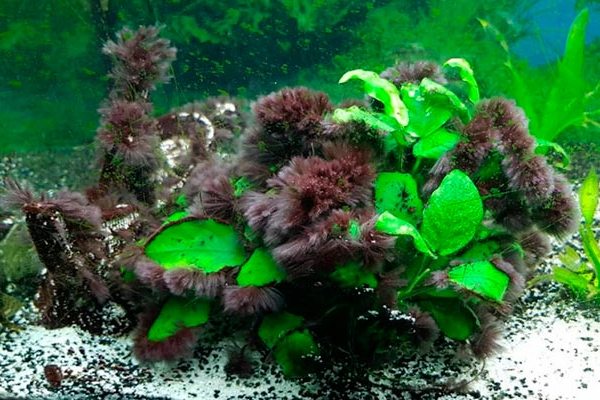 Болезни аквариумных растений: описание и лечение